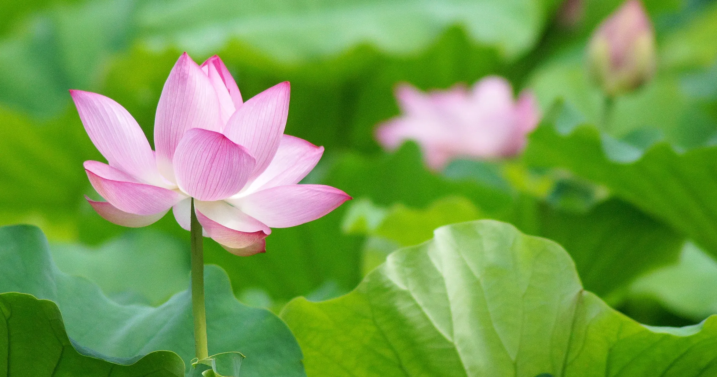 シロタ石材工業メインイメージ写真